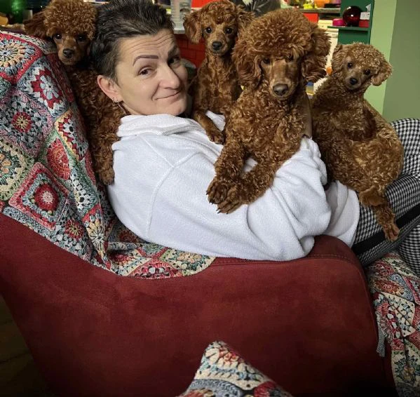 cuccioli di barboncino toy | Foto 6
