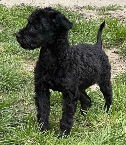 cuccioli di barboncino toy | Foto 5