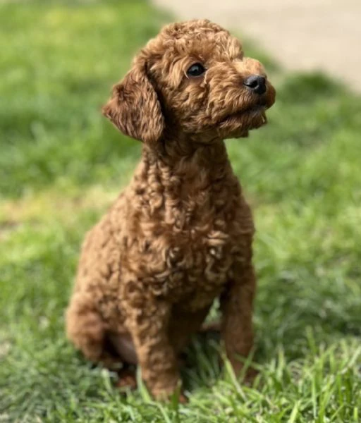 cuccioli di barboncino toy
