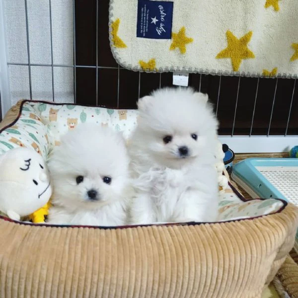 volpino pomerania