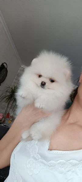 volpino pomerania | Foto 0