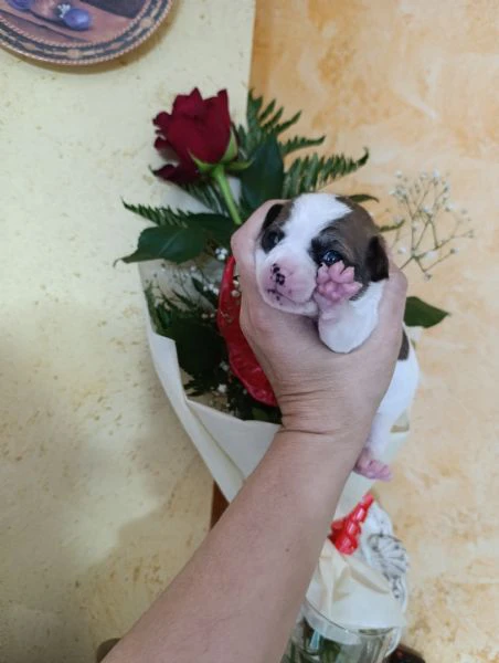 chihuahua maschi  | Foto 5