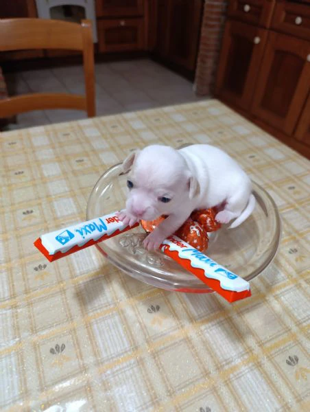 chihuahua maschi  | Foto 4