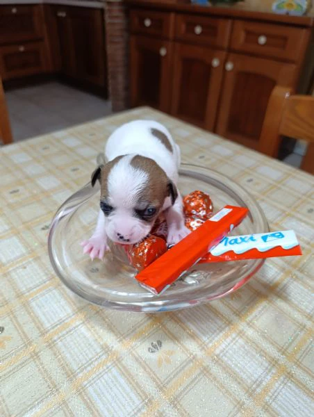 chihuahua maschi  | Foto 1