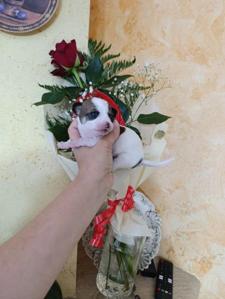 chihuahua maschi  | Foto 0