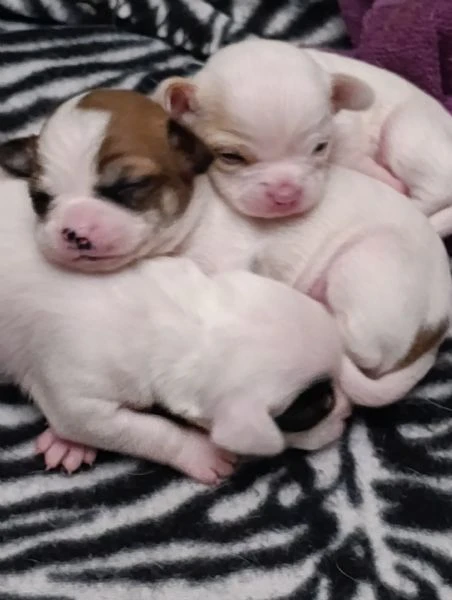 chihuahua maschi 