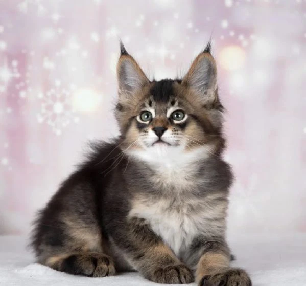 gattini caracat f5 | Foto 4