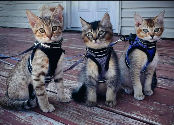 gattini caracat f5 | Foto 3