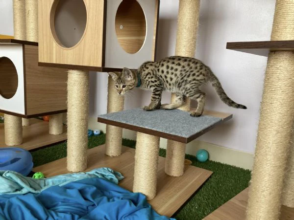 gattini savannah f5 | Foto 4