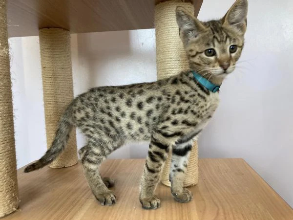 gattini savannah f5 | Foto 3