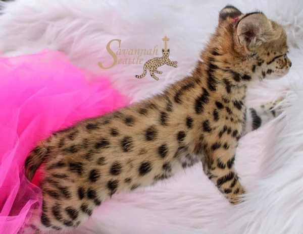 gattini savannah f5 | Foto 1