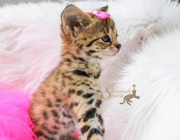 gattini savannah f5
