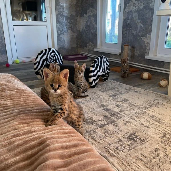 gattini serval e caracal disponibili | Foto 5
