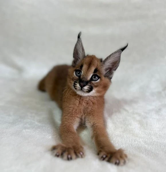 gattini serval e caracal disponibili | Foto 4