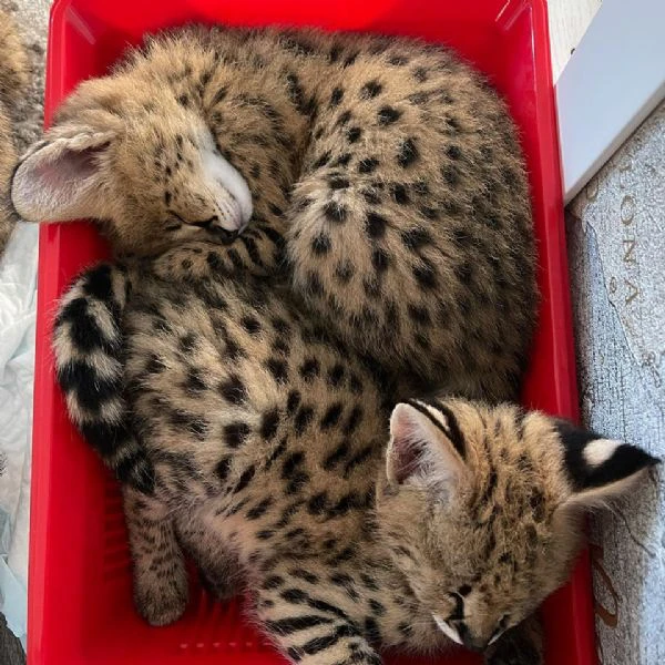 gattini serval e caracal disponibili | Foto 3