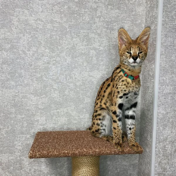 gattini serval e caracal disponibili