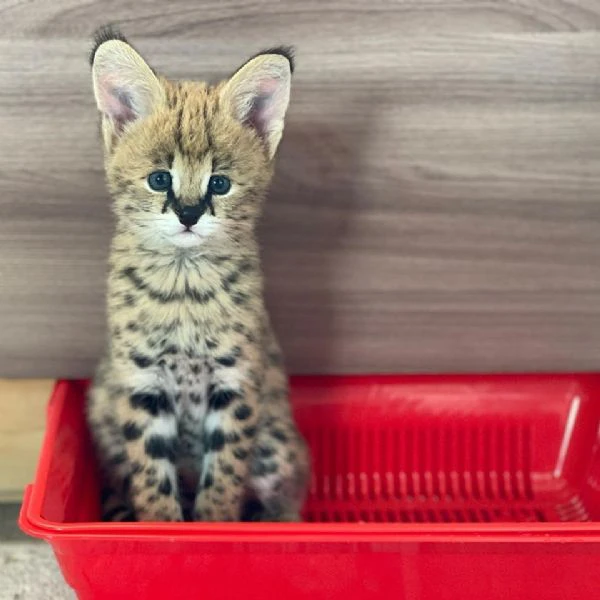 gattini serval e caracal disponibili | Foto 0
