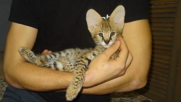 cuccioli di serval e caracal disponibili | Foto 3
