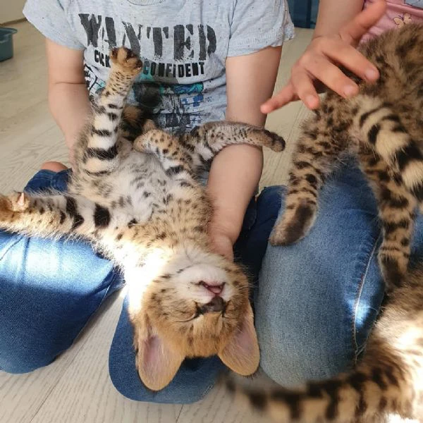 cuccioli di serval e caracal disponibili | Foto 2