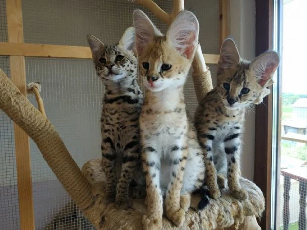 magnifici gattini caracat e savannah | Foto 4