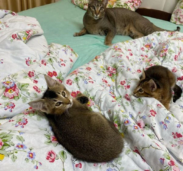 magnifici gattini caracat e savannah | Foto 3