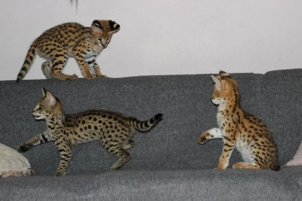 magnifici gattini caracat e savannah | Foto 1