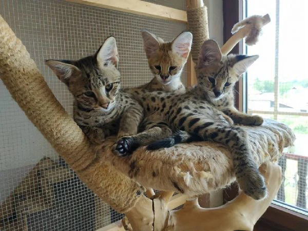 magnifici gattini caracat e savannah | Foto 0