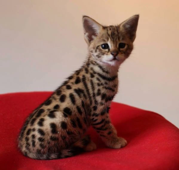 magnifici gattini savannah f5 | Foto 4
