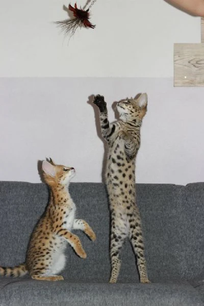 magnifici gattini savannah f5 | Foto 0