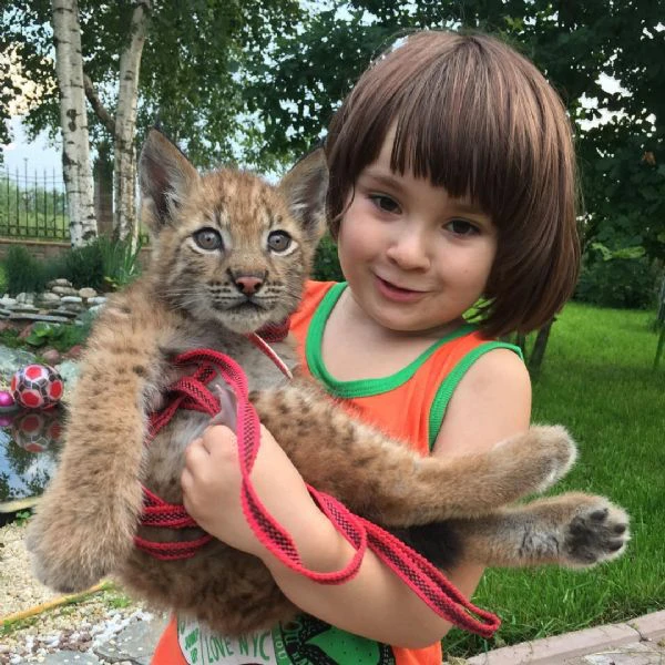 disponibili bellissimi cuccioli di lince | Foto 4