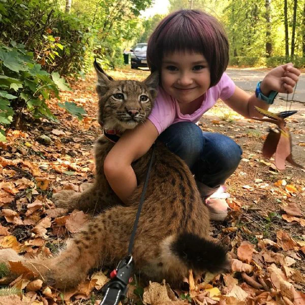 disponibili bellissimi cuccioli di lince | Foto 3