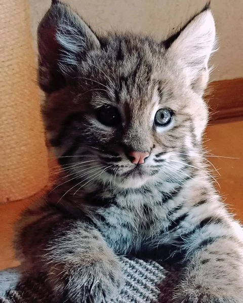 disponibili bellissimi cuccioli di lince | Foto 2