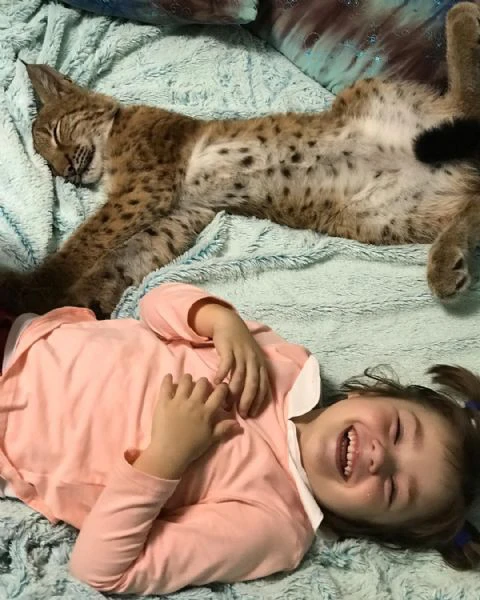 disponibili bellissimi cuccioli di lince | Foto 1