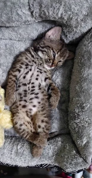 disponibili bellissimi cuccioli di lince