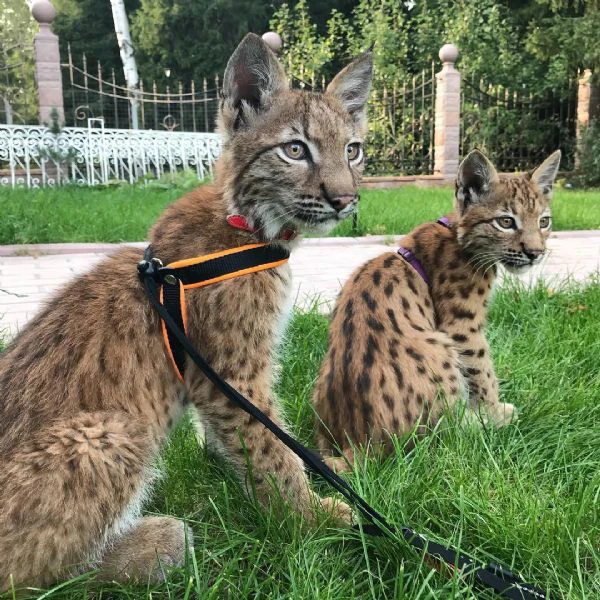 disponibili bellissimi cuccioli di lince | Foto 0
