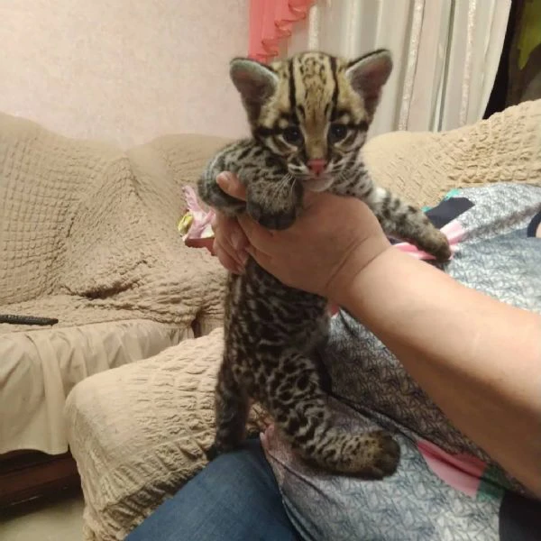 splendidi cuccioli di ocelot disponibili | Foto 5