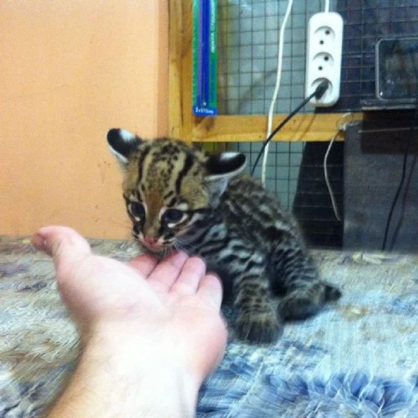 splendidi cuccioli di ocelot disponibili | Foto 3