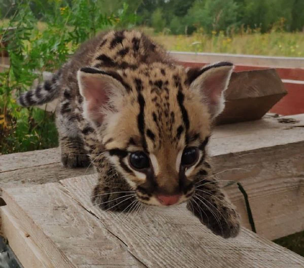 splendidi cuccioli di ocelot disponibili | Foto 2
