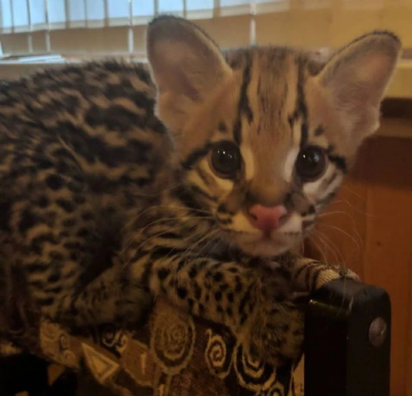 splendidi cuccioli di ocelot disponibili | Foto 1