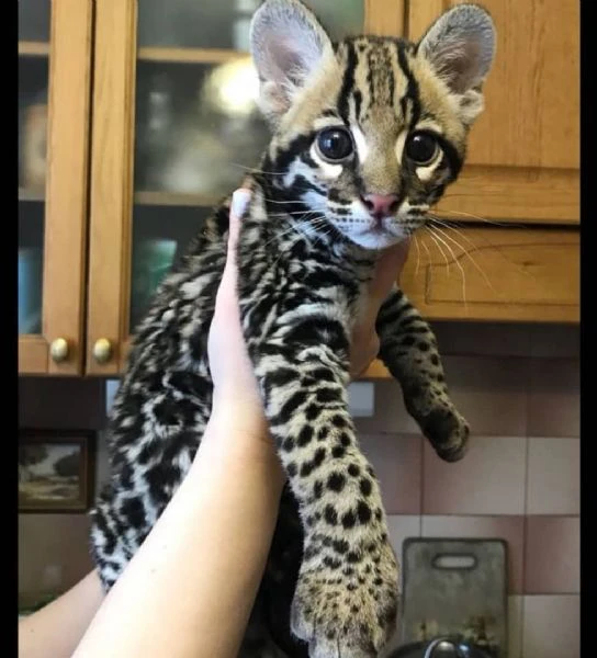 splendidi cuccioli di ocelot disponibili