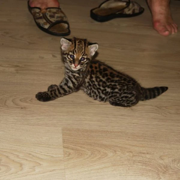 splendidi cuccioli di ocelot disponibili | Foto 0