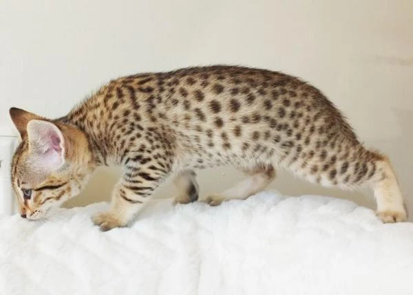 magnifici gattini savannah f5 | Foto 5
