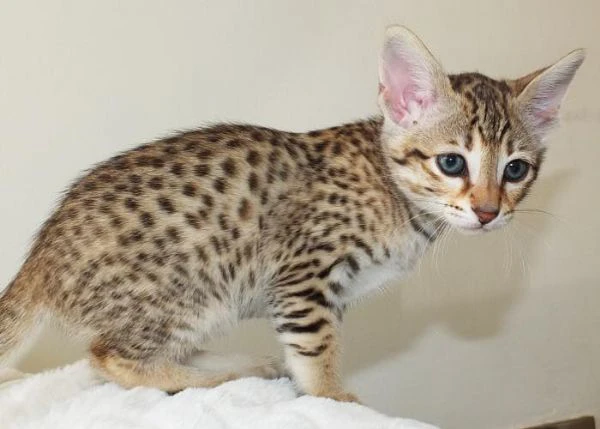 magnifici gattini savannah f5 | Foto 4