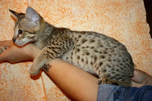 magnifici gattini savannah f5 | Foto 3