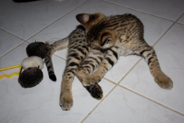 magnifici gattini savannah f5 | Foto 2