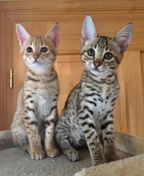 magnifici gattini savannah f5