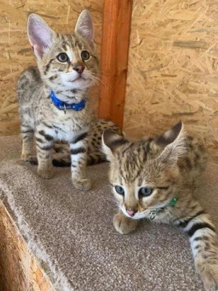 magnifici gattini savannah f5 | Foto 1