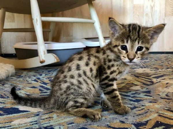 magnifici gattini savannah f5 | Foto 0