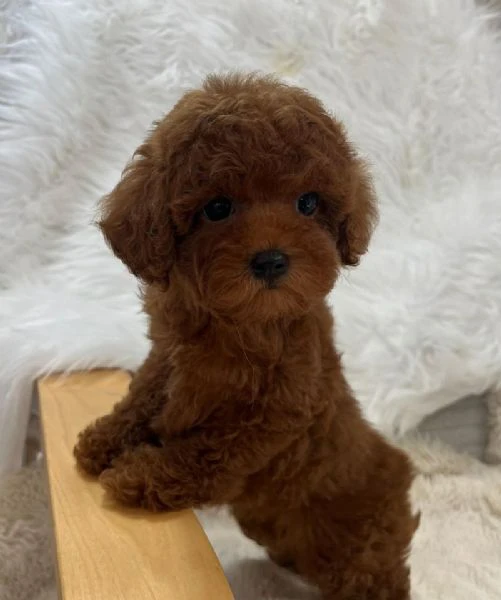 disponibili cucciolate di barboncino toy | Foto 0