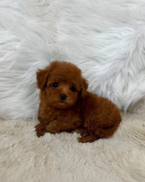 disponibili cucciolate di barboncino toy